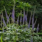 With a strong vertical aspect, the flower spikes of Veronicastrum sibiricum grow to a height of 120cm.