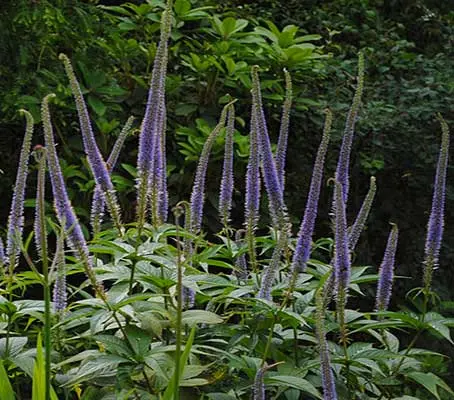 With a strong vertical aspect, the flower spikes of Veronicastrum sibiricum grow to a height of 120cm.