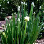Onion, Welsh Green Stem, Organic-0