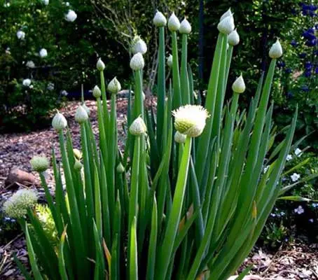 Onion, Welsh Green Stem, Organic-0