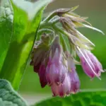 To the organic gardener, Comfrey is invaluable. It’s easy to grow, easy to use and incredibly beneficial to the garden.