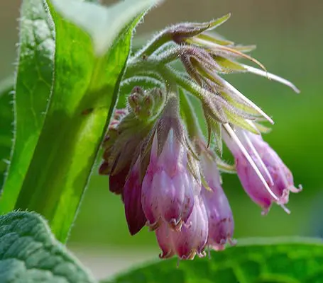 To the organic gardener, Comfrey is invaluable. It’s easy to grow, easy to use and incredibly beneficial to the garden.