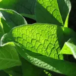 The roots draw nutrients from deep in the soil and transfer all the goodness into their leaves.