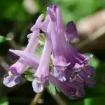Corydalis solida are woodland ephemerals that flower early, they are highly useful at the front of the border,