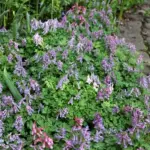 The plant produces dense clumps of flowers that get better each year.