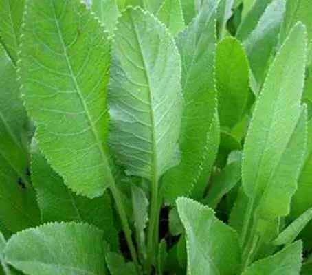 Costmary is one of the most interesting and complex of herbs.