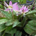 Erythronium dens-canis is attractive from the moment it pokes up from the soil in early spring.