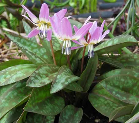 Erythronium dens-canis is attractive from the moment it pokes up from the soil in early spring.