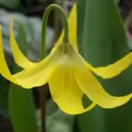 Erythronium grandiflorum is a rarely offered species native to west North America.