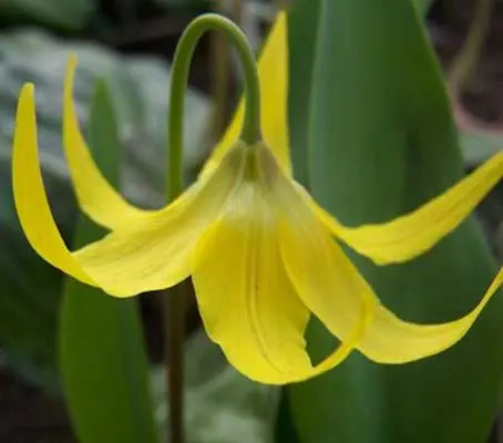 Erythronium grandiflorum is a rarely offered species native to west North America.