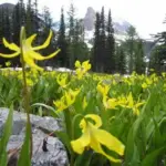 In its native habitat it grows in subalpine meadows and woodland clearings and flowers as the snow melts.