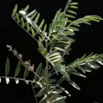 The liquorice plant is a legume and is native to the Mediterranean.