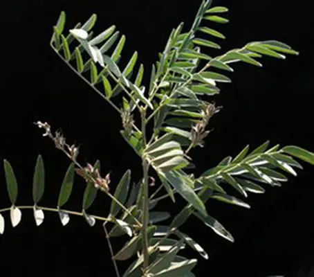 The liquorice plant is a legume and is native to the Mediterranean.