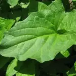 Good King Henry has been used as a vegetable for centuries and was once a common sight in every garden.