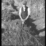 Liquorice was one of a group of specialised crops introduced to Britain in the sixteenth century and grown by smallholders rather than larger-scale farmers.
