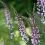 Linaria ‘Canon J Went’ is a delightful plant with tall spikes of pink and mauve tiny flowers that resemble miniature snapdragons