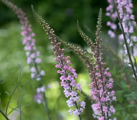 Linaria ‘Canon J Went’ is a delightful plant with tall spikes of pink and mauve tiny flowers that resemble miniature snapdragons