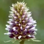 In our northerly climate Liquorice rarely flowers. Once the plant flowers the sweetness of the root is reduced.