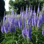 Veronica longifolia blooms with tall, slender blue columns crowded with small tubular blossoms.