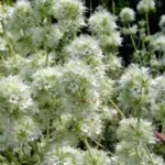 Distinct, pungent and intoxicating, the flowers are like fluffy snowballs and attractive both fresh and dry.