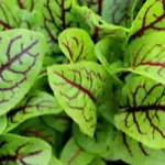 Red Veined Sorrel is valued for its pointed and bright lime-green leaves with dark red veins.