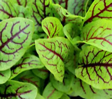 Red Veined Sorrel is valued for its pointed and bright lime-green leaves with dark red veins.
