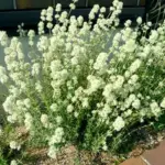 Thymus mastichina is a very special thyme, native in the mountains of the Iberian Peninsula, Central Spain and Portugal.