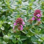 Broad-leaved thyme is a creeping dwarf evergreen sub-shrub with strongly aromatic leaves, and lilac pink flowers in early summer.