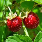 The European woodland strawberry is the old fashioned wild strawberry from European woodlands