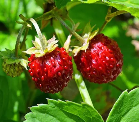 The European woodland strawberry is the old fashioned wild strawberry from European woodlands