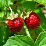 The European woodland strawberry is the old fashioned wild strawberry from European woodlands