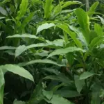 Cardamon, Amomum subulatum-13084