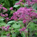From July and continuing until autumn, the plants are crowned with large, domed panicles of pinkish-purple nectar-rich flowers.