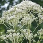 This architectural and eye catching plant bears generously clusters of ivory-white blooms.