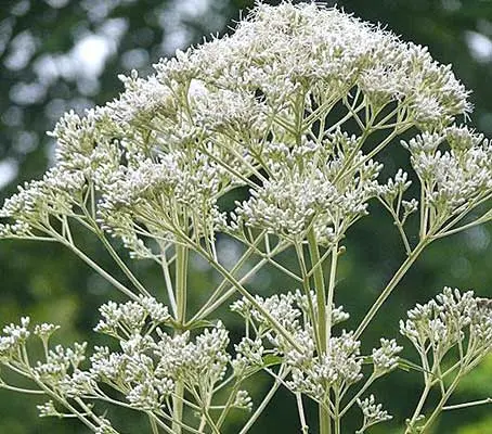 This architectural and eye catching plant bears generously clusters of ivory-white blooms.