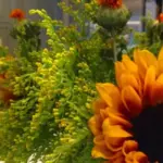 They are suitable for borders or containers and provide plenty of cut flowers for the vase or bouquets.