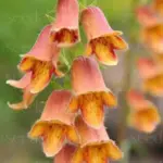 Digitalis obscura 'Sunset Foxglove'-0