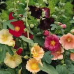 Alcea ficifolia produce many upright stems emerging from the base, resulting in a bushy form.