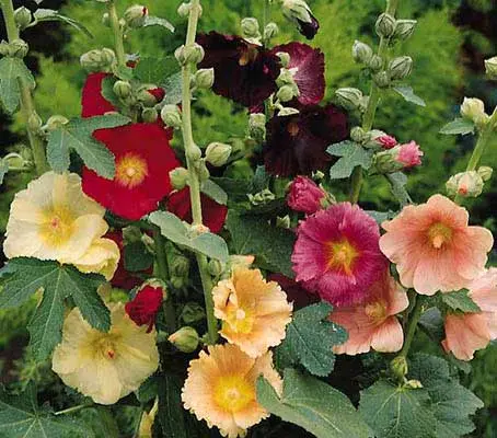 Alcea ficifolia produce many upright stems emerging from the base, resulting in a bushy form.
