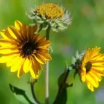 This pretty perennial sunflower blooms with butter-yellow flowers from July to September and is in its full glory throughout August.