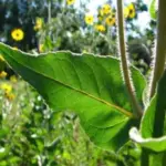 This rarely seen sunflower is easy to distinguish from its relatives by noting the grey-green foliage covered with a profusion of fine hair.