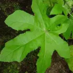 It is commonly known as the 'Antwerp' or 'Fig-leaved Hollyhock' due to its attractive, unusual palmate foliage