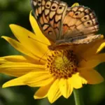 Helianthus maximiliani-0