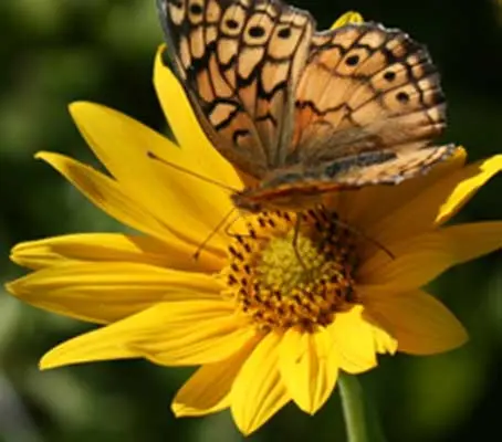 Helianthus maximiliani-0