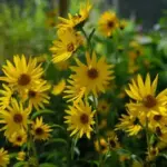Helianthus maximiliani-13168