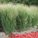 Panicum virgatum is renowned for its upright steely coloured blue-grey to blue-purple leaves.