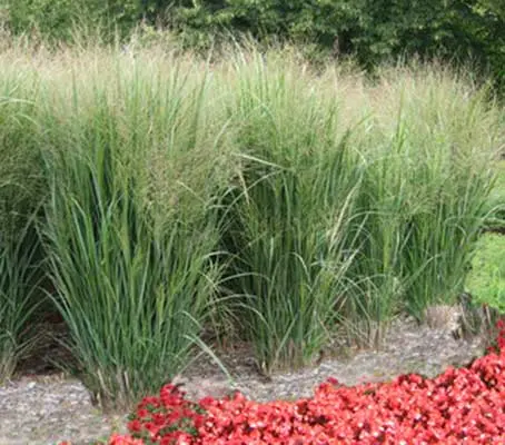 Panicum virgatum is renowned for its upright steely coloured blue-grey to blue-purple leaves.