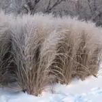 In late autumn the flower heads turn oat-gold and are even retained on the plant during the coldest months.