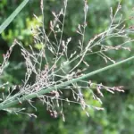 But it is the contrast between the rigid, stainless-steel foliage and purple-pink froth that really charms.
