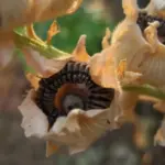 Holly hocks are very easy to grow, once the seeds appear blackish and dry they are ready to be harvested.